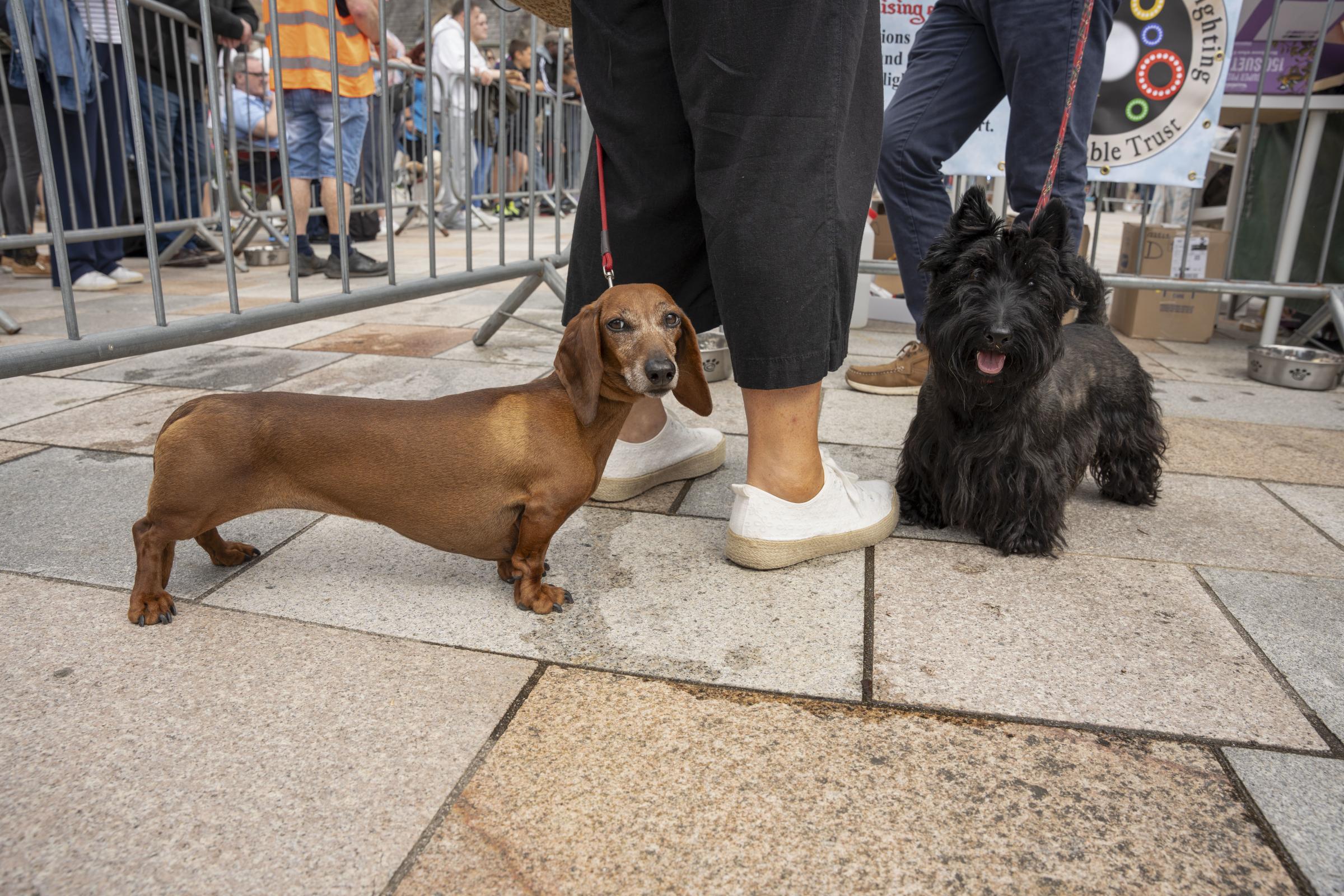 The Dog Show was a great success