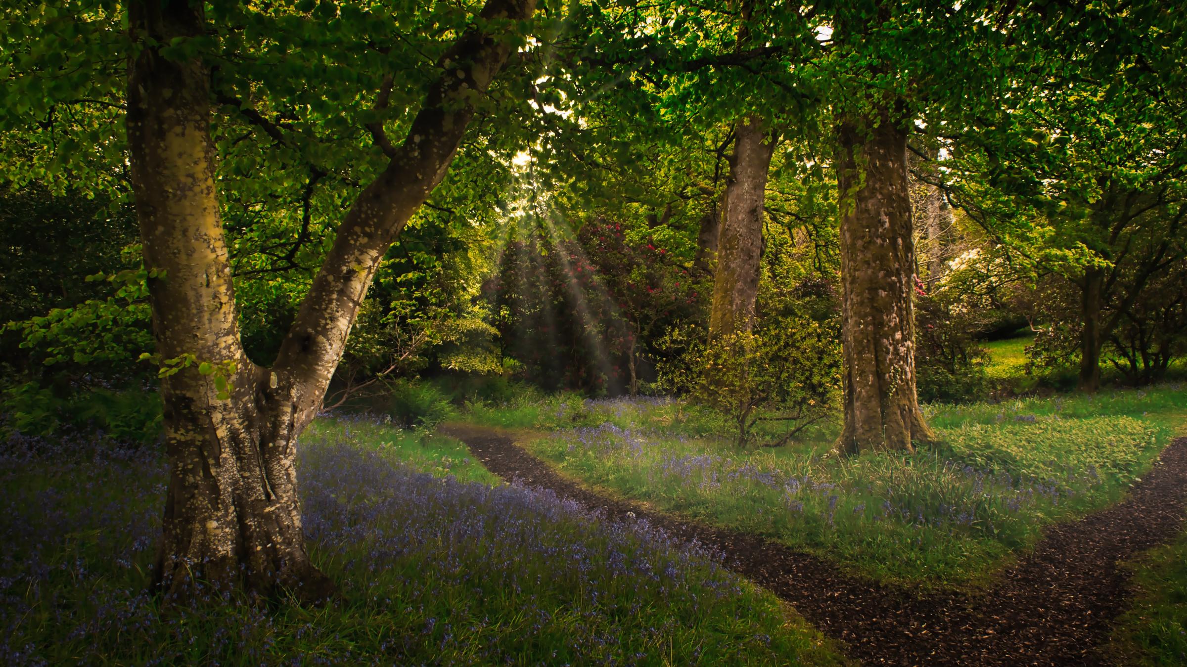 1st place went to George Martin for Meandering Path Through the Bluebells